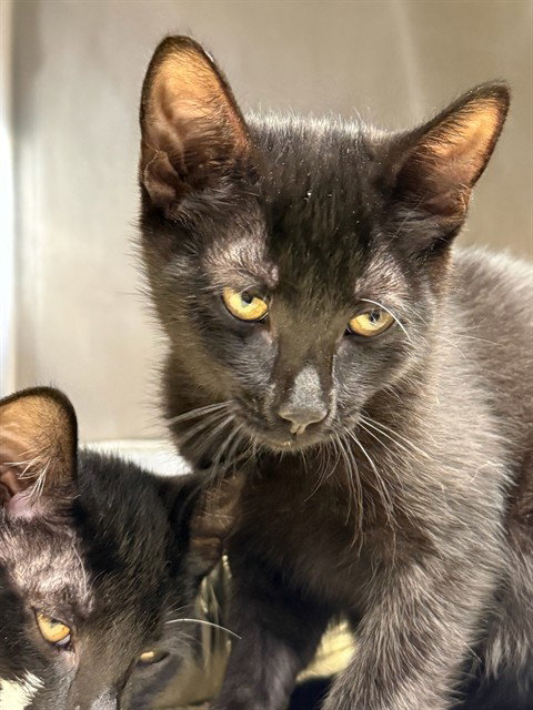 WILLOW, Baby Domestic Short Hair (medium coat), cat for adoption in Hayward, California