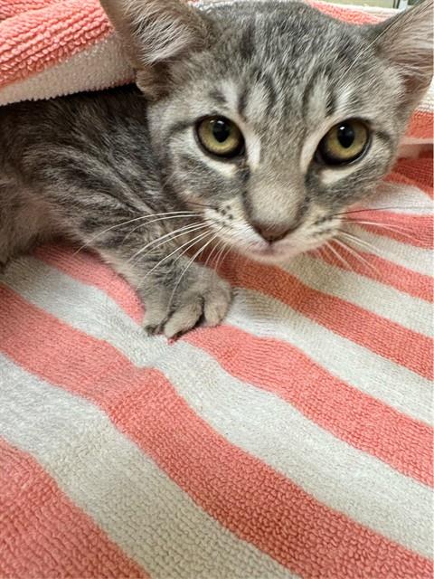 SORA