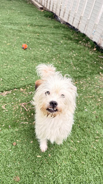 RUPERT