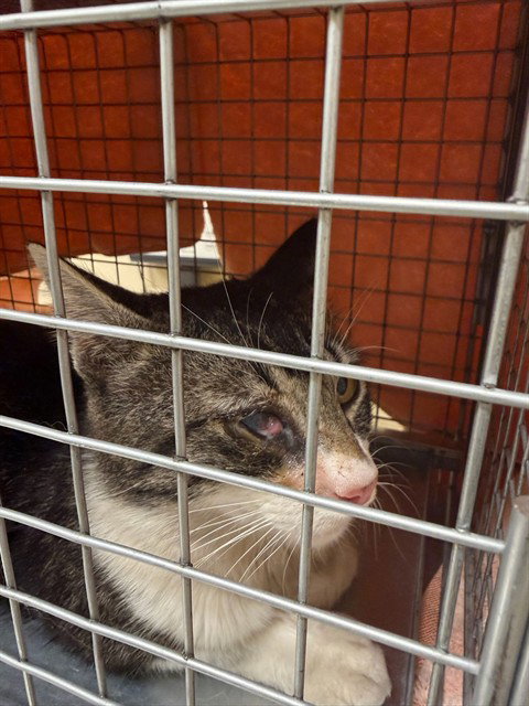 MR. CRUMPET, Adult Domestic Short Hair (medium coat), cat for adoption in Union City, California