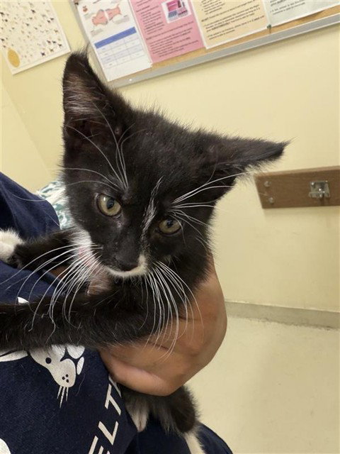SIX, Baby Domestic Short Hair (medium coat), cat for adoption in Union City, California