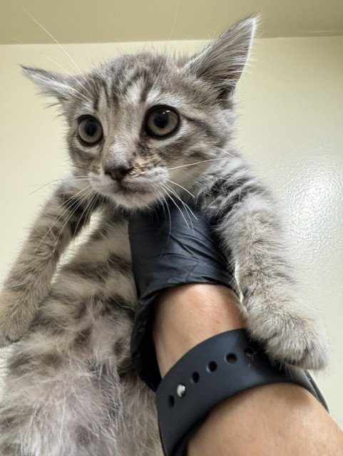 MARLOWE, Baby Domestic Short Hair (medium coat), cat for adoption in Union City, California