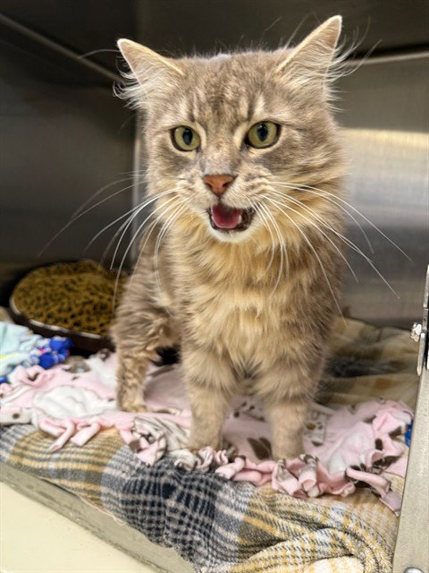 QUEEN AMILDA, Adult Domestic Long Hair (medium coat), cat for adoption in Union City, California