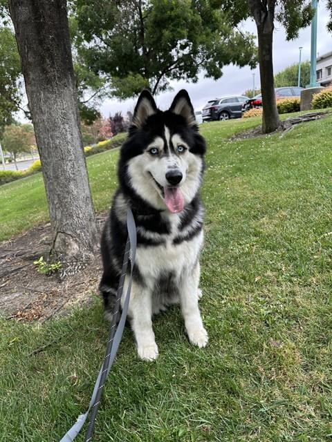 *LOBA, an adoptable Siberian Husky in Fremont, CA