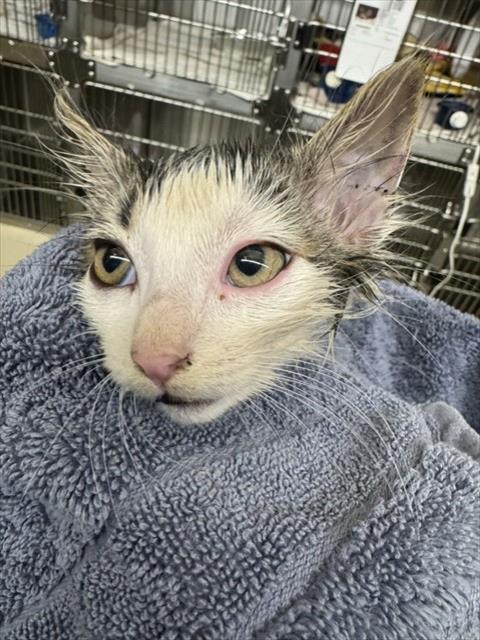 *LIGHTWEIGHT, an adoptable Domestic Short Hair in Fremont, CA