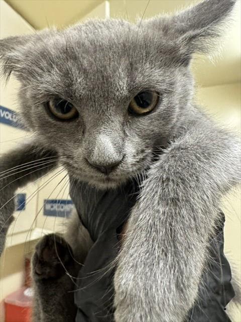 ASHTON, an adoptable Domestic Short Hair in Fremont, CA