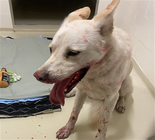 A198704, an adoptable German Shepherd Dog in Fremont, CA