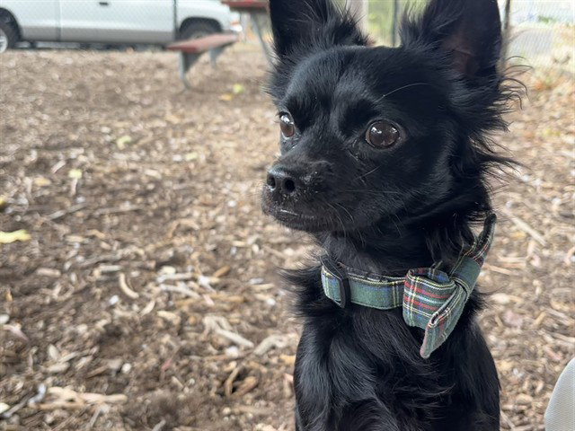 PEPÃ
