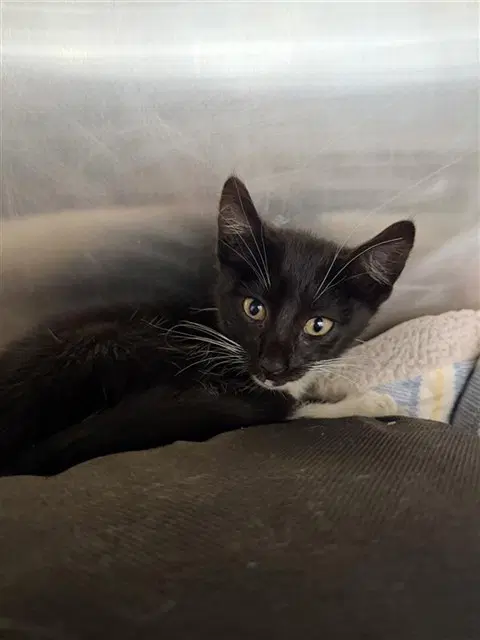 Chaplin - Domestic Medium Hair
