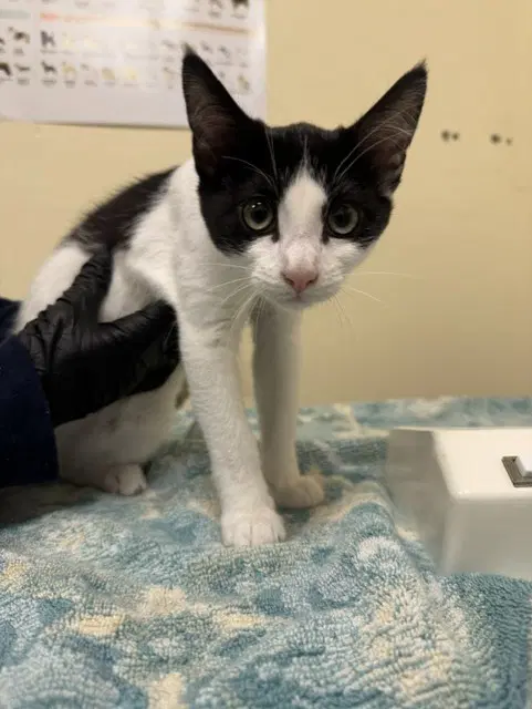 Luna - Domestic Short Hair
