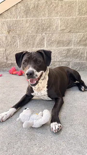 Peach - Pit Bull Terrier