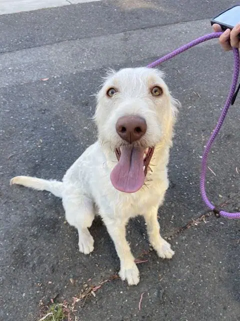 Lucky - Labrador Retriever