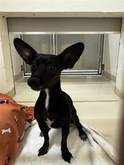 Ruby - Chihuahua
