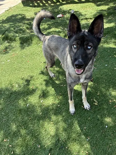 Unknown - Belgian Shepherd Malinois