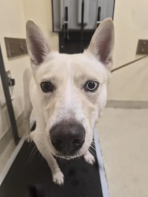 Sugar - Husky