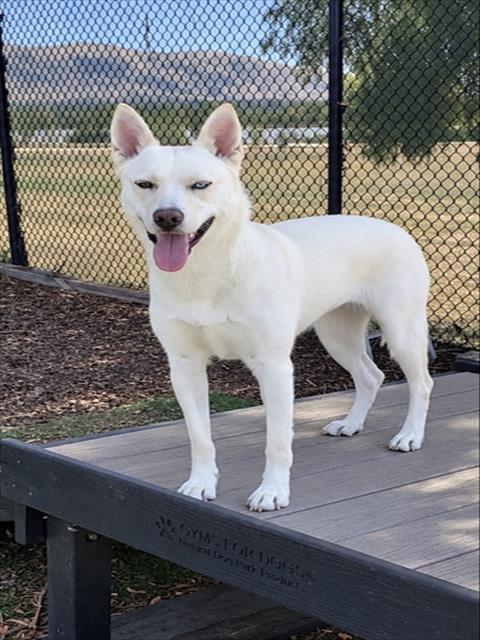 picture of the dog needing adoption