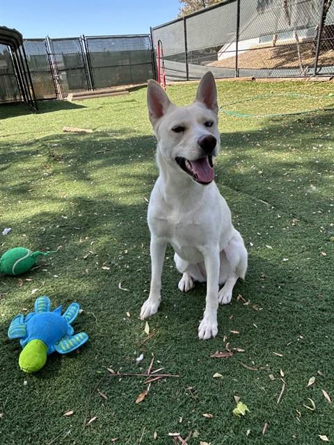 SUGAR, a dog for adoption from Fremont (Tricity) Animal Shelter