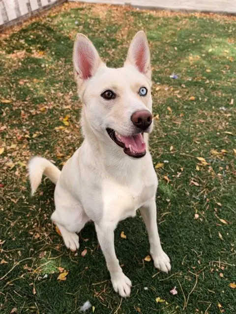 Sugar - Husky