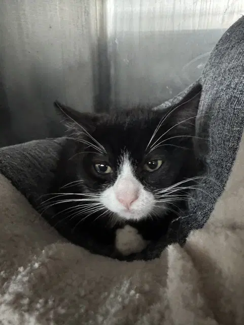 Figuero - Domestic Short Hair