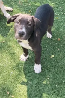 Unknown - Great Dane