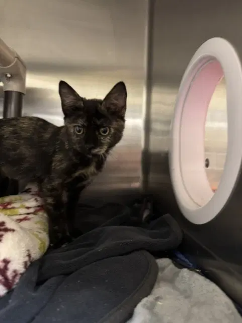 Nashville - Domestic Short Hair