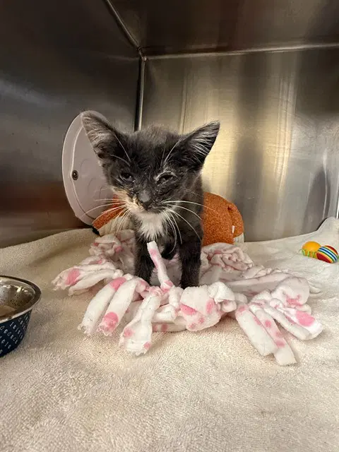 Dumpling - Domestic Short Hair