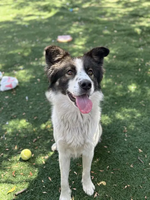 Winston - Husky