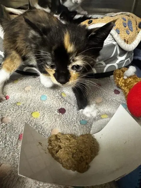 Unknown - Domestic Medium Hair