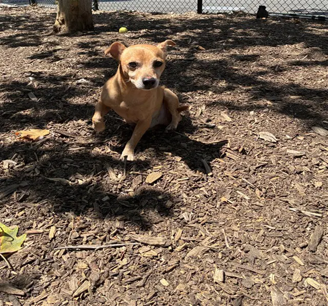 Unknown - Chihuahua