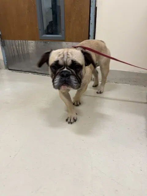 Cash - French Bulldog