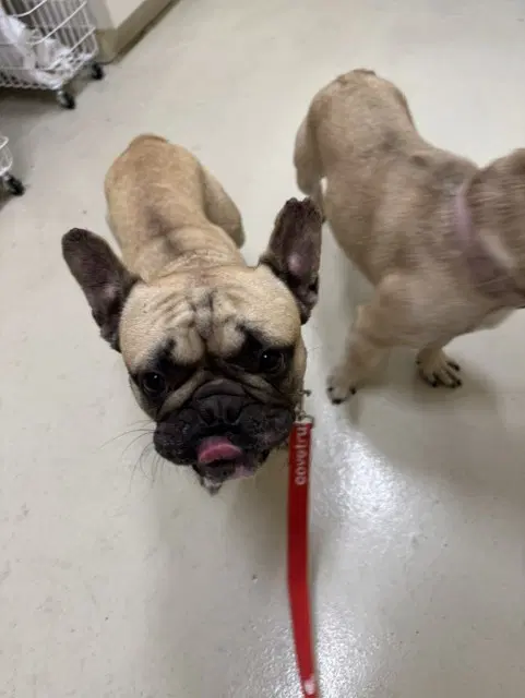 Nico - French Bulldog