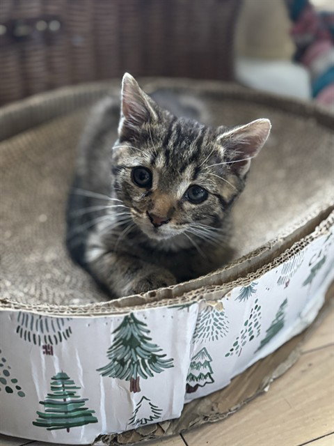 NOODLES, a cat for adoption from Fremont (Tricity) Animal Shelter