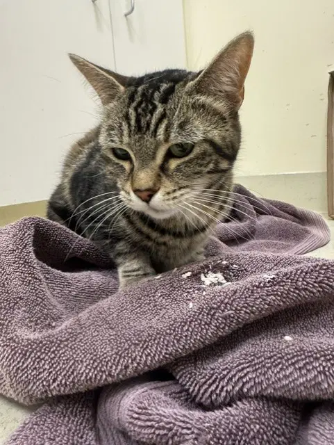 Sassafrass - Domestic Medium Hair