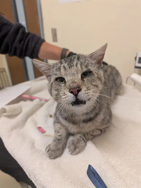 Unknown - Domestic Medium Hair