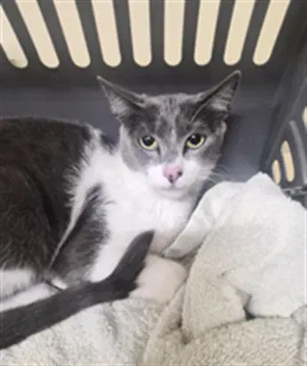 Unknown - Domestic Short Hair