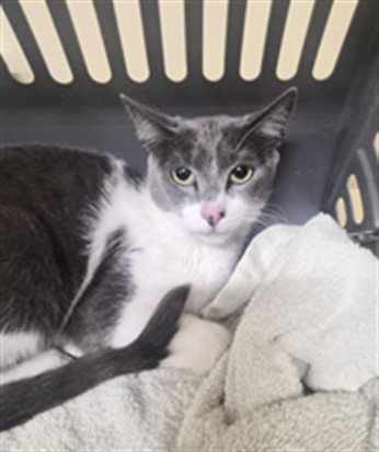 picture of the cat needing adoption