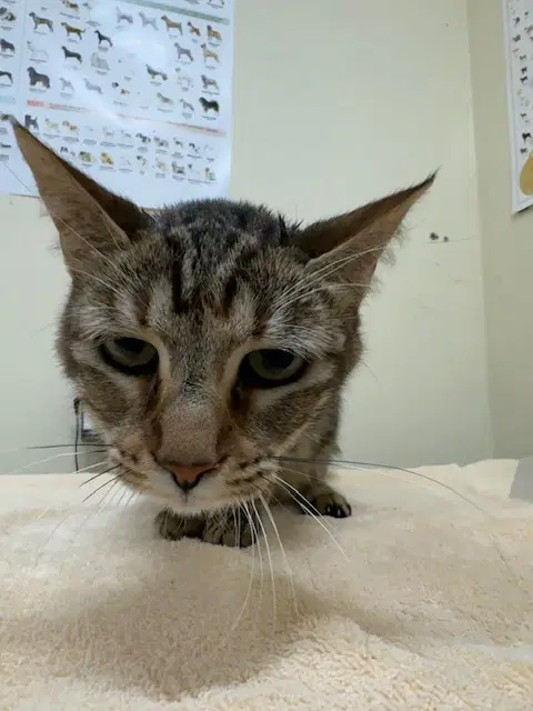 Unknown - Domestic Short Hair