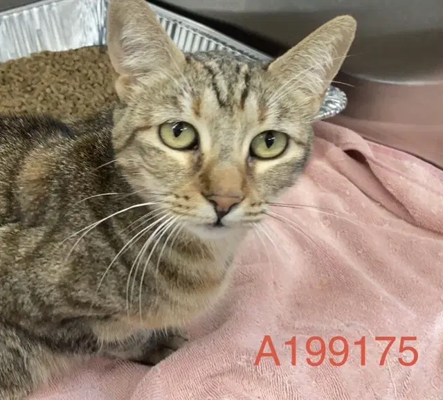 Unknown - Domestic Short Hair