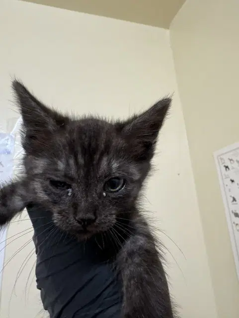Pepino - Domestic Medium Hair