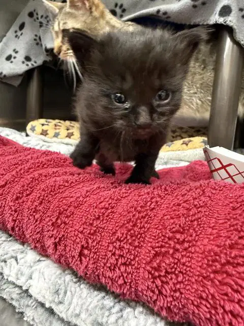 Dahlia - Domestic Short Hair