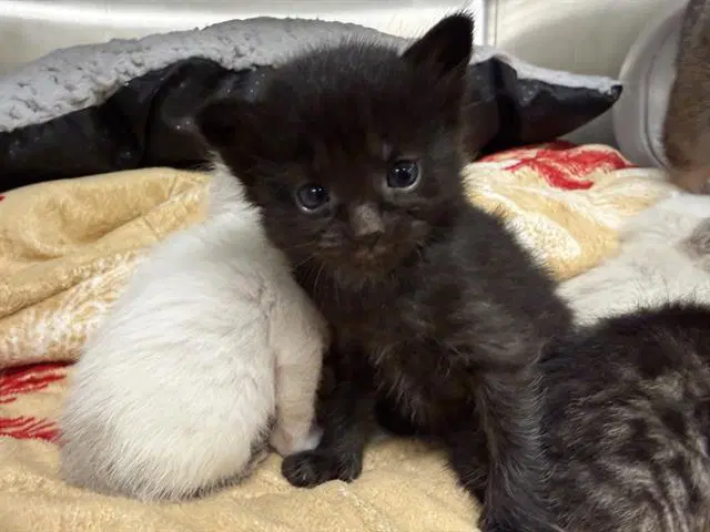 Petunia - Domestic Short Hair