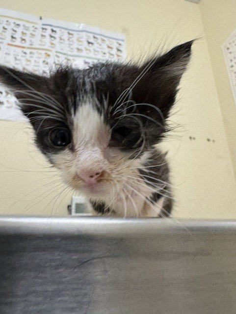 picture of the cat needing adoption