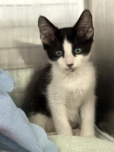 Tahiti - Domestic Short Hair