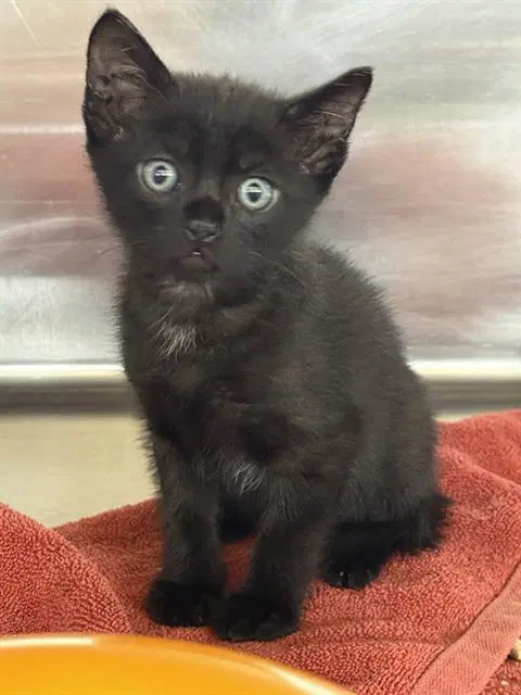 Unknown - Domestic Short Hair