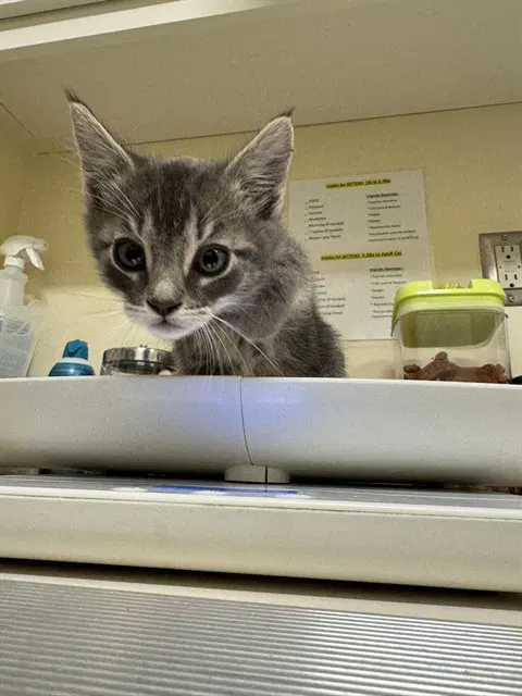 Meatloaf - Domestic Short Hair