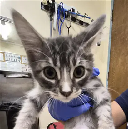 Unknown - Domestic Short Hair