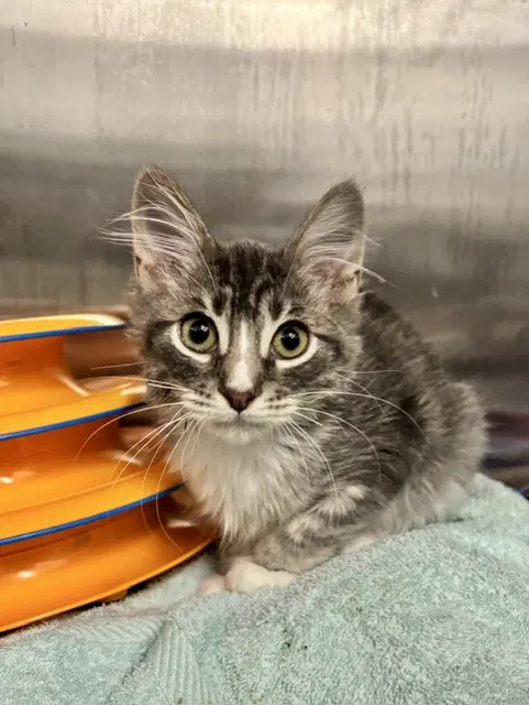 Vivaldi - Domestic Short Hair