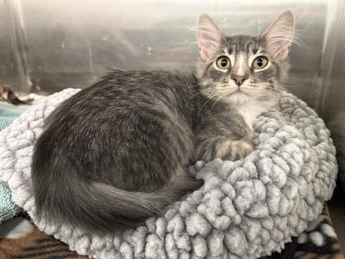VIVALDI, a cat for adoption from Fremont (Tricity) Animal Shelter