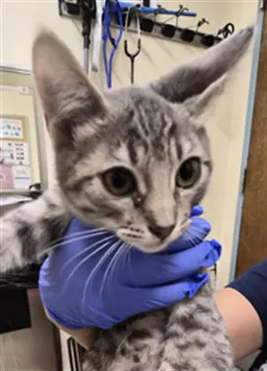 Lady Pickles - Domestic Short Hair