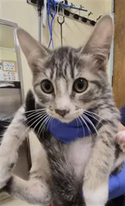 Queen Mochi - Domestic Short Hair